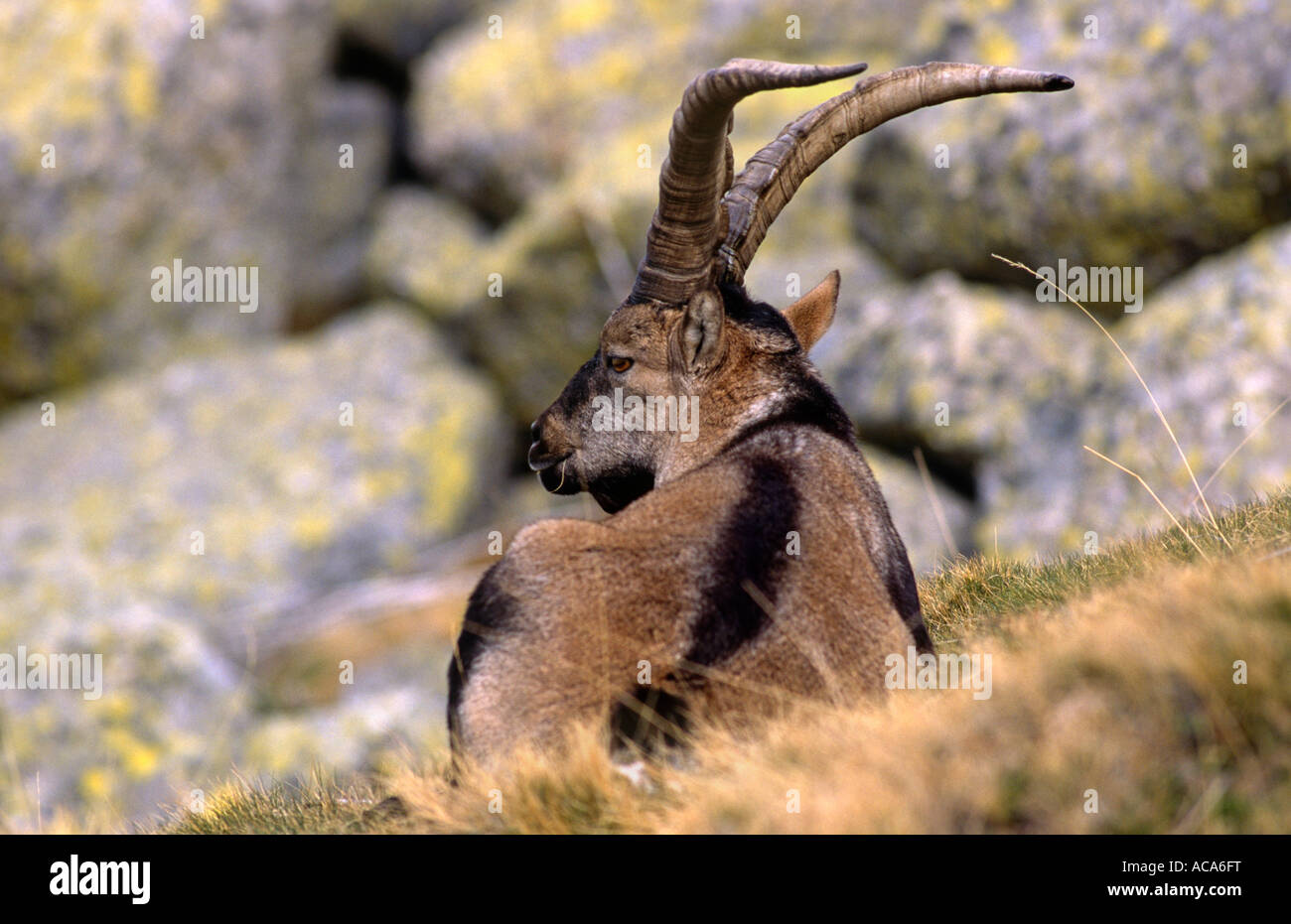 Gredos ibex Capra pyrenaica victoriae homme Sierra de Gredos Espagne Banque D'Images