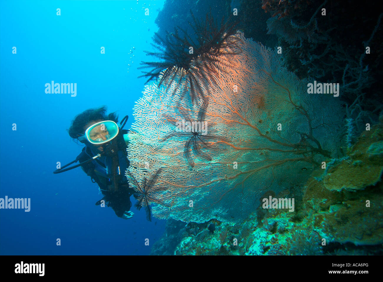 Diver swimms derrière un ventilateur avec des étoiles de mer Banque D'Images