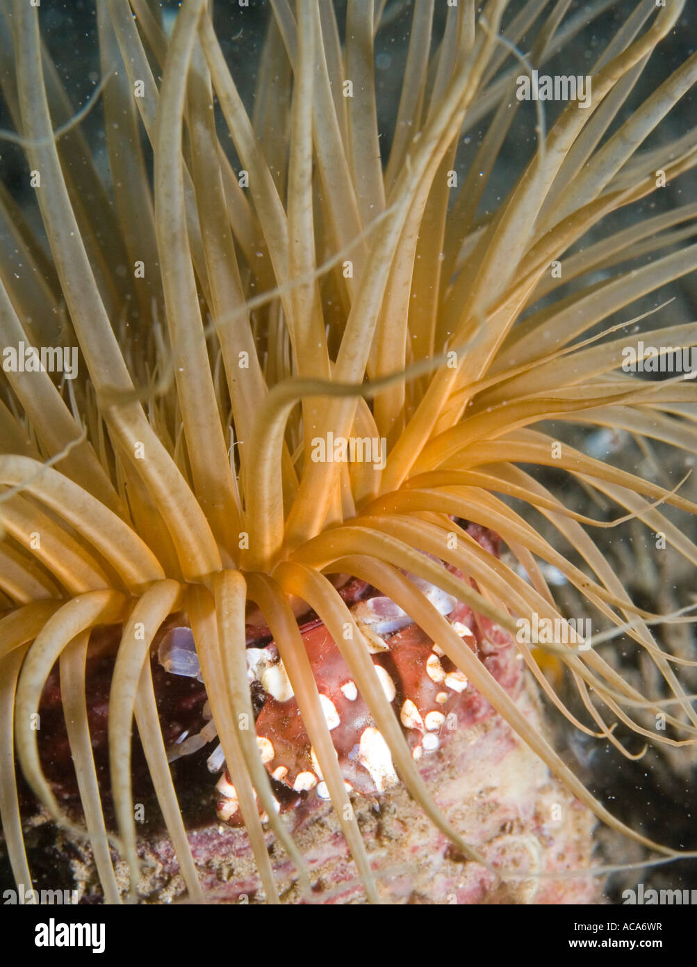 Crabe nageur (Lissocarcinus laevis) Banque D'Images