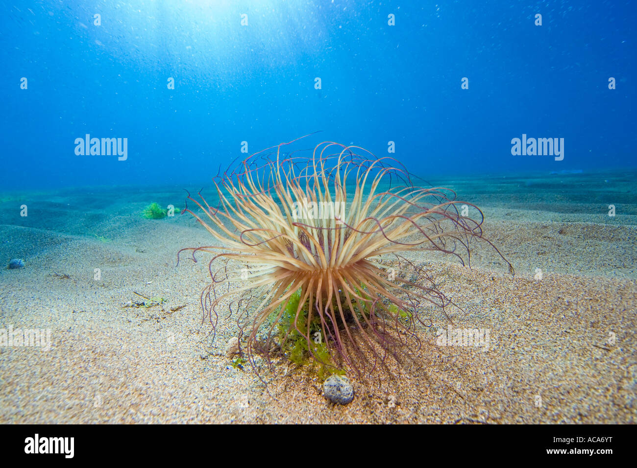 Anémone Cerianthus filiformis (tube) Banque D'Images