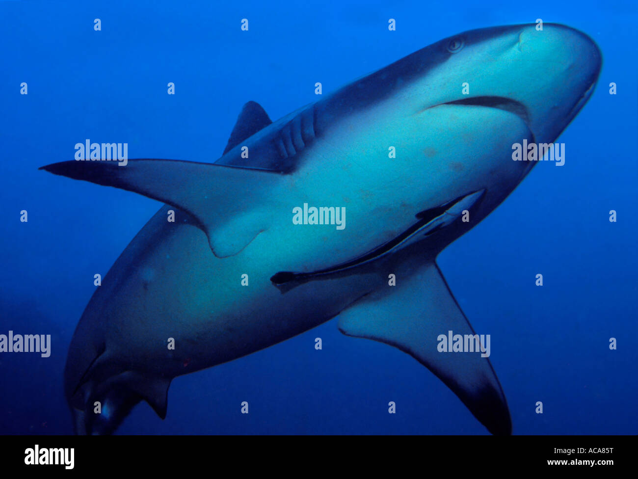 Carcharhinus amblyrhynchos requin gris de récif, Maldives, océan Indien Banque D'Images