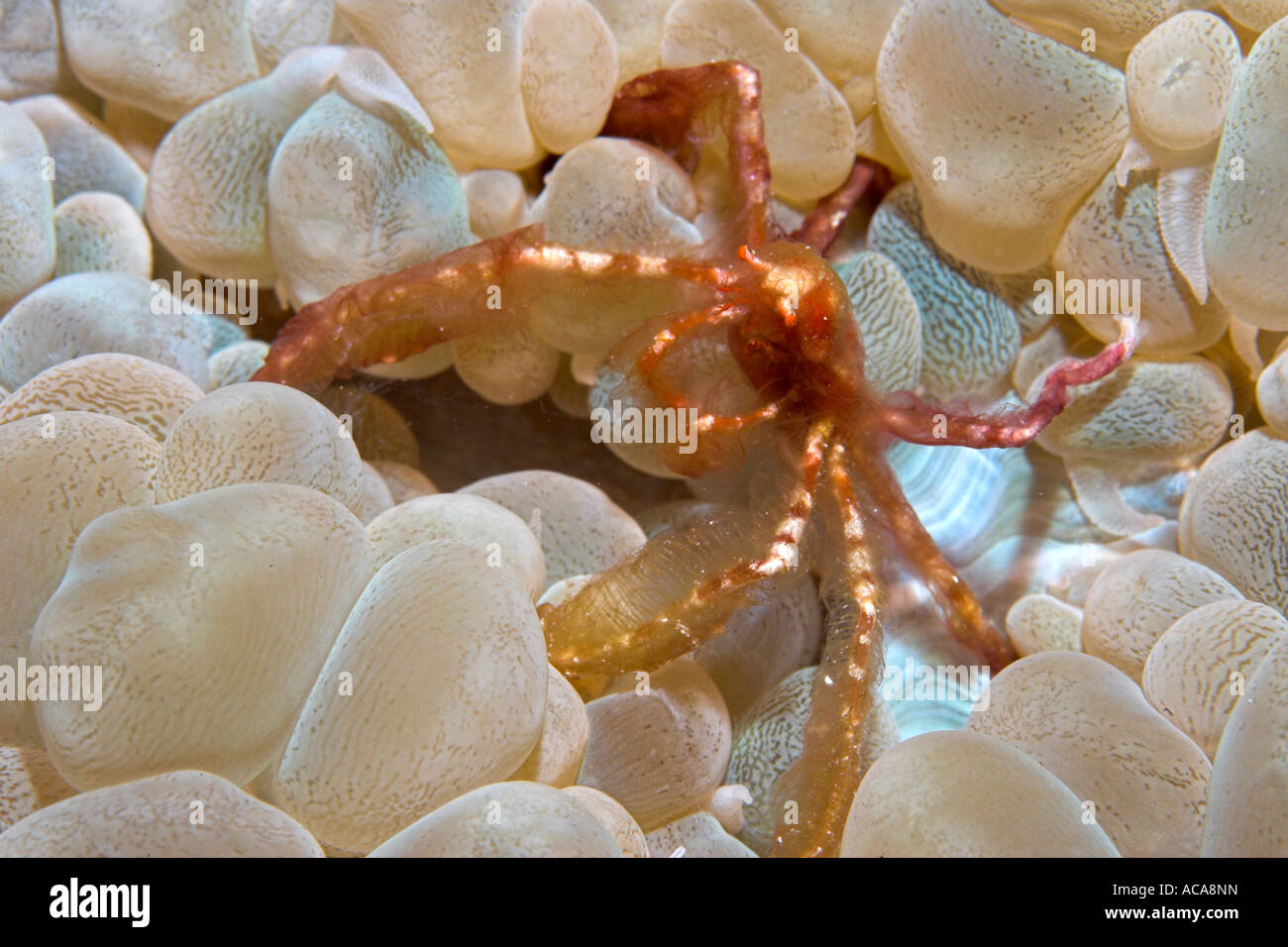 Crabe orang outang, Achaïos japonicus dans une bulle (corail) Plerogyra Banque D'Images