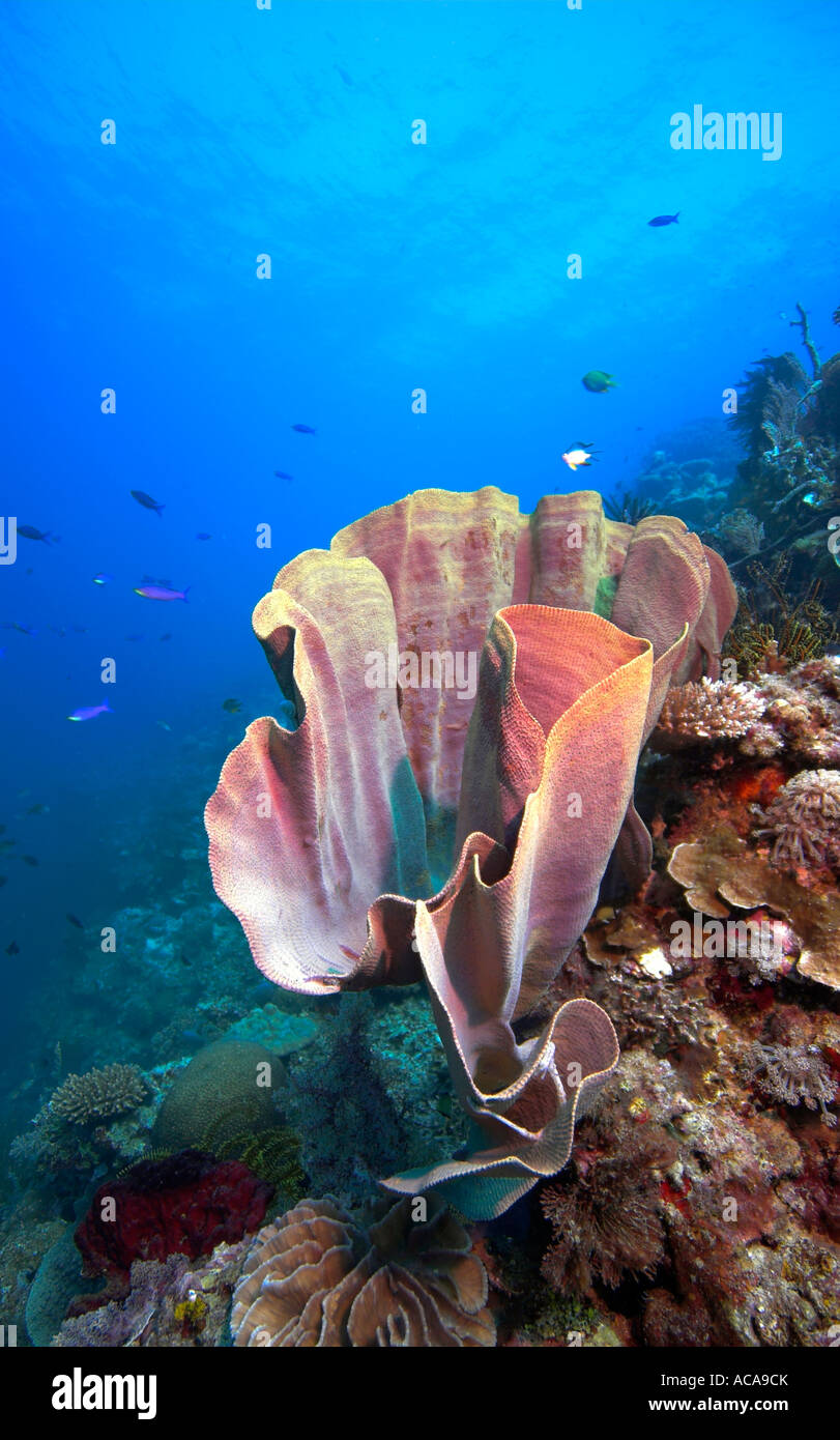 Oreille d'Éponge (Ianthella basta), Philippines Banque D'Images