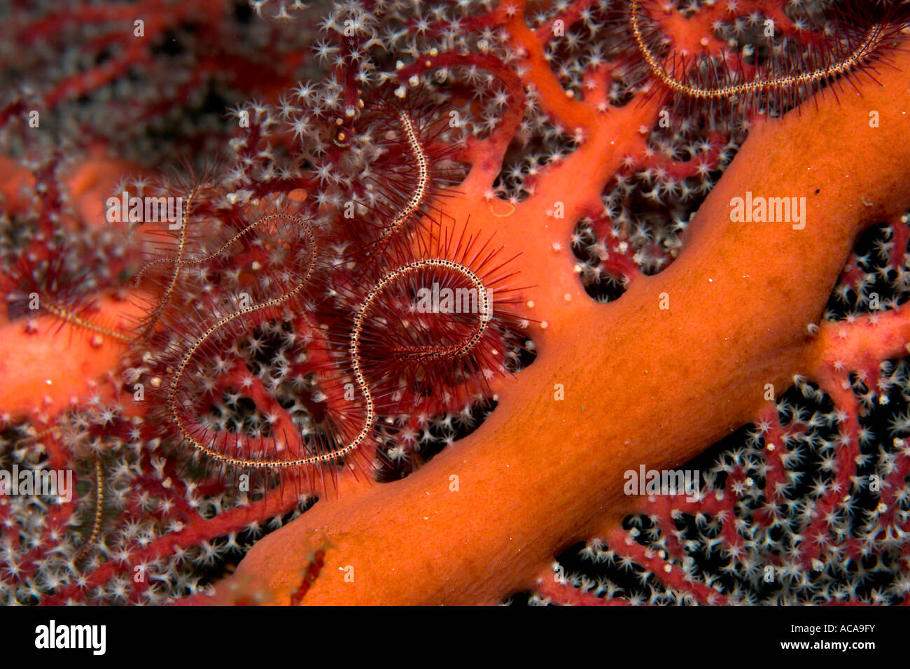 Star ou cassants brittlestar (Ophioderma) dans un Gorgonia, Philippines Banque D'Images