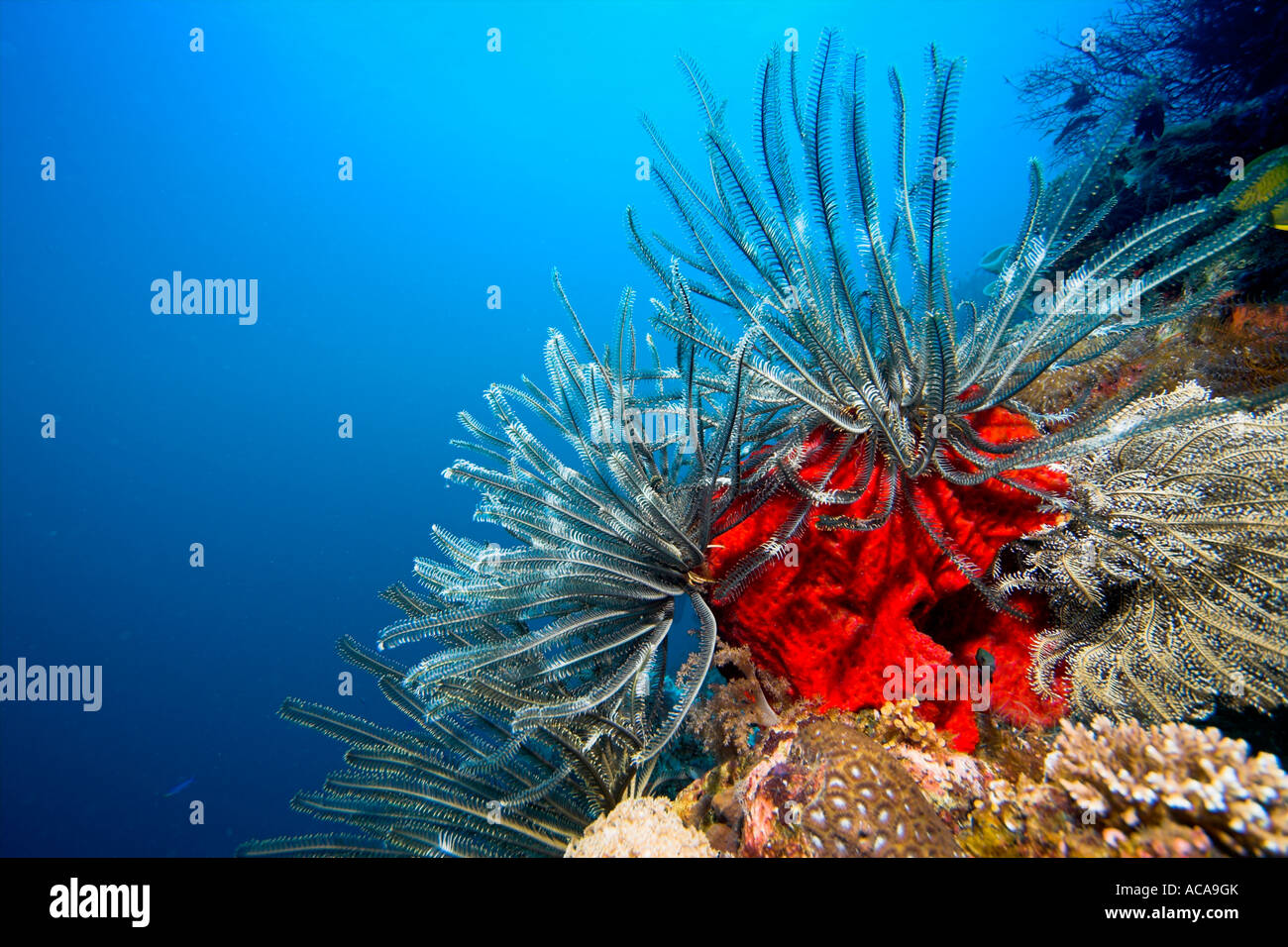 Crinoïde ou feather star dans un récif de corail, Philippines Banque D'Images