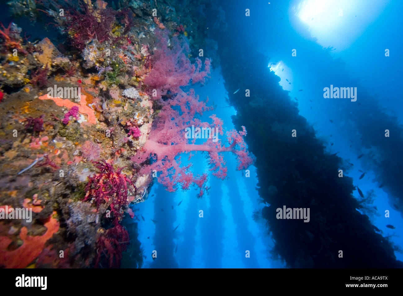 Avec piliers couverts de coraux mous, Philippines Banque D'Images