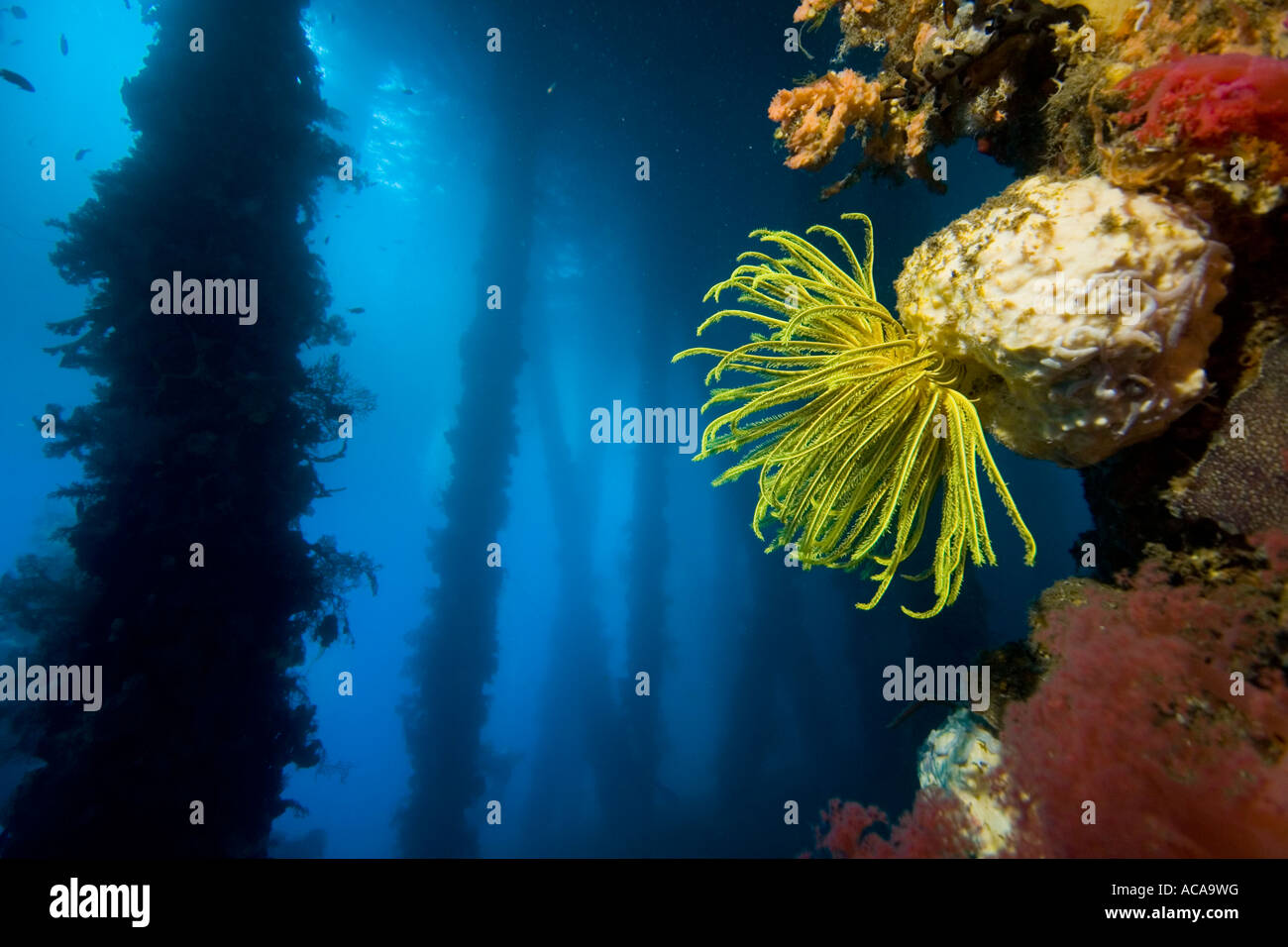 Avec piliers couverts de coraux mous, Philippines Banque D'Images