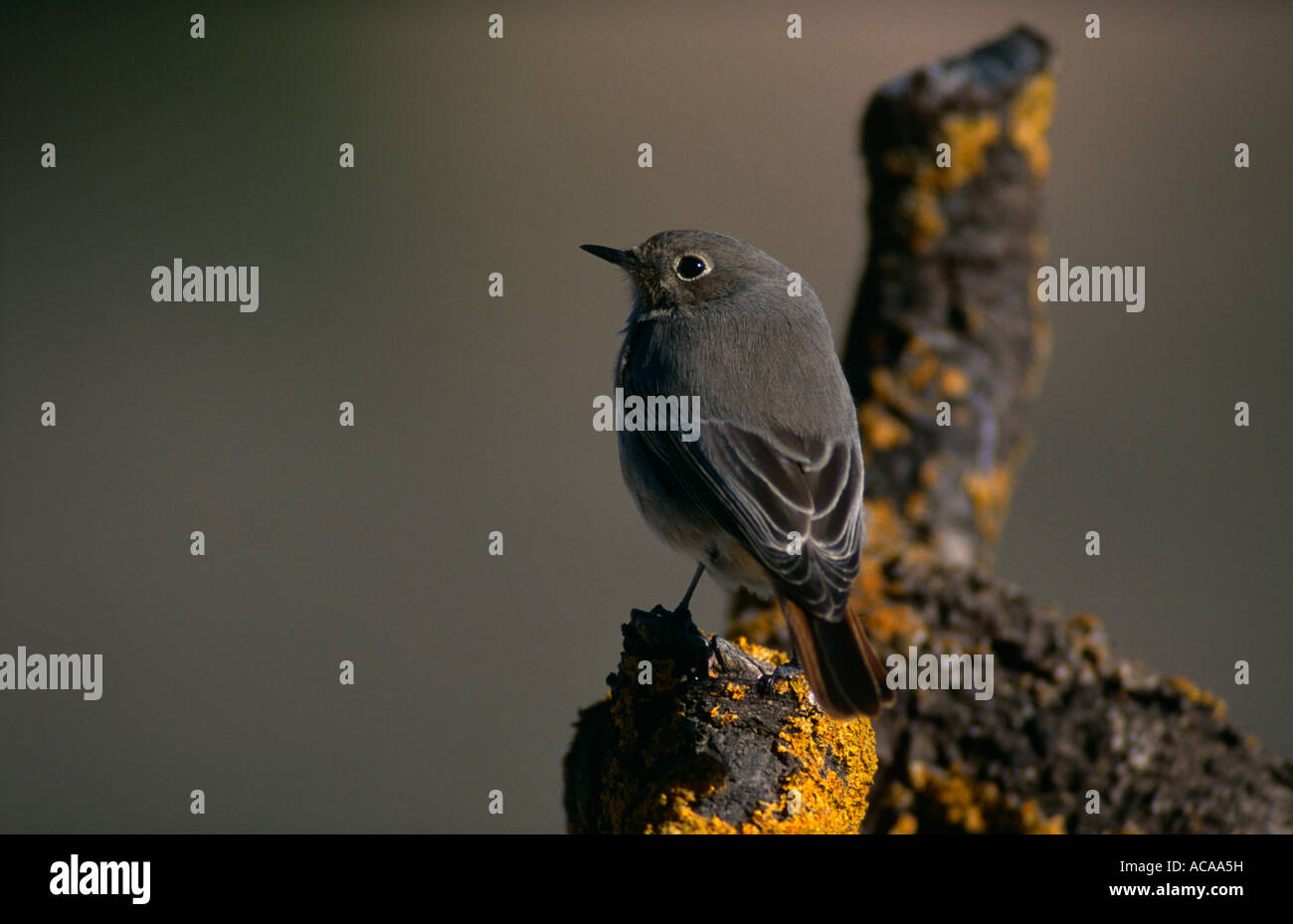 Spotted Flycatcher Phoenicurus ochruros Espagne femelle Banque D'Images