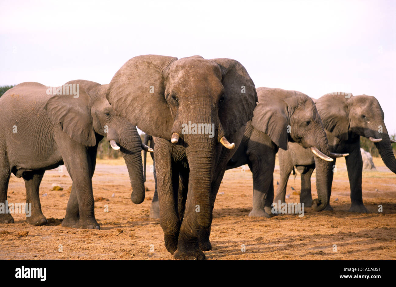 À l'éléphant d'eau Parc National de Chobe au Botswana Banque D'Images