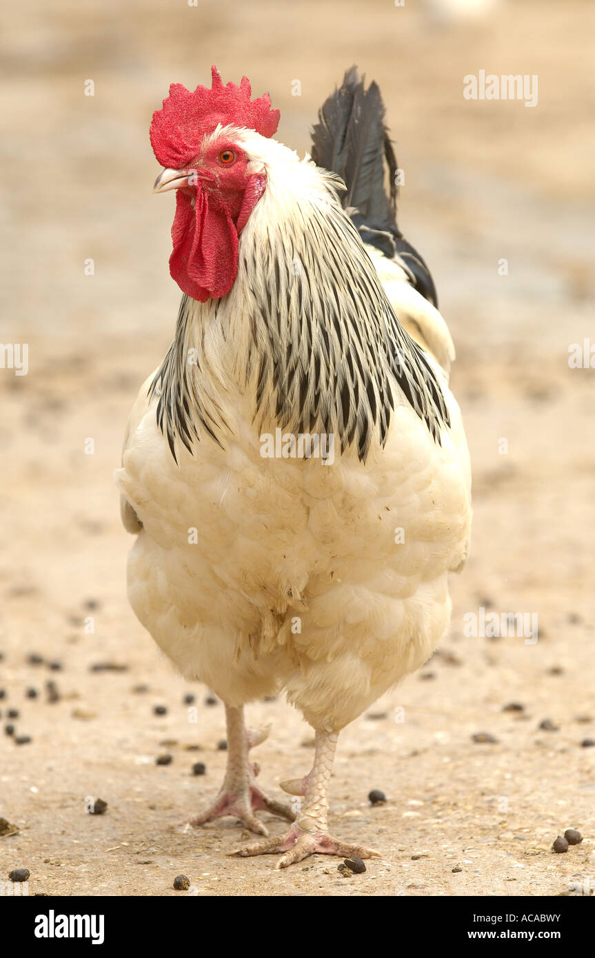 poulet Banque D'Images