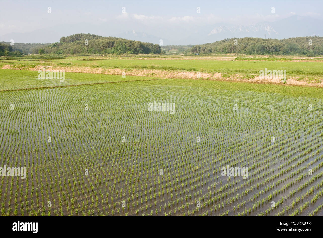 De plus en plus minuscule des plants de riz dans le champ inondé dans la province n'en Corée du Sud Banque D'Images
