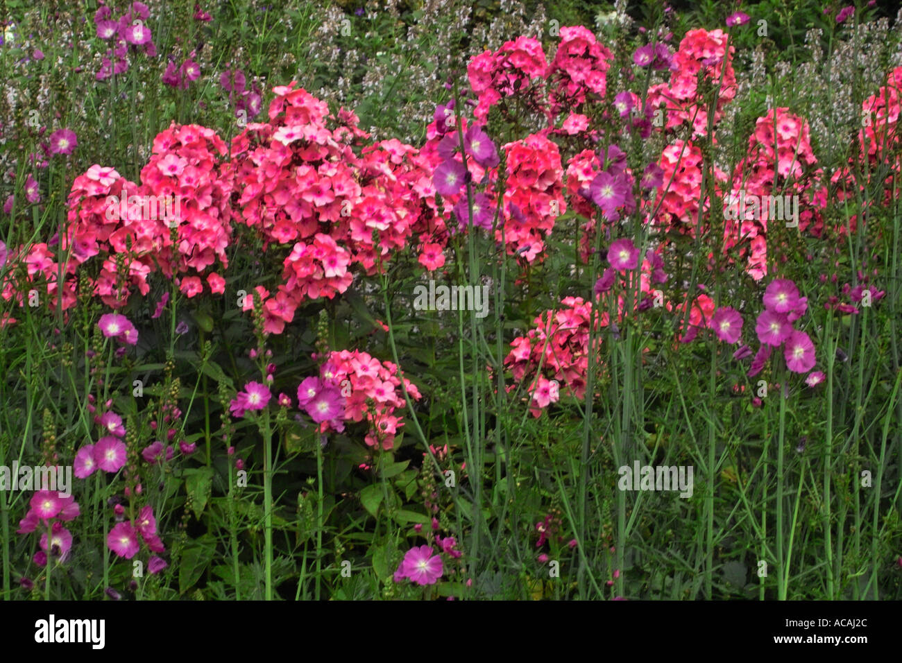 Phlox rose Fleurs Banque D'Images