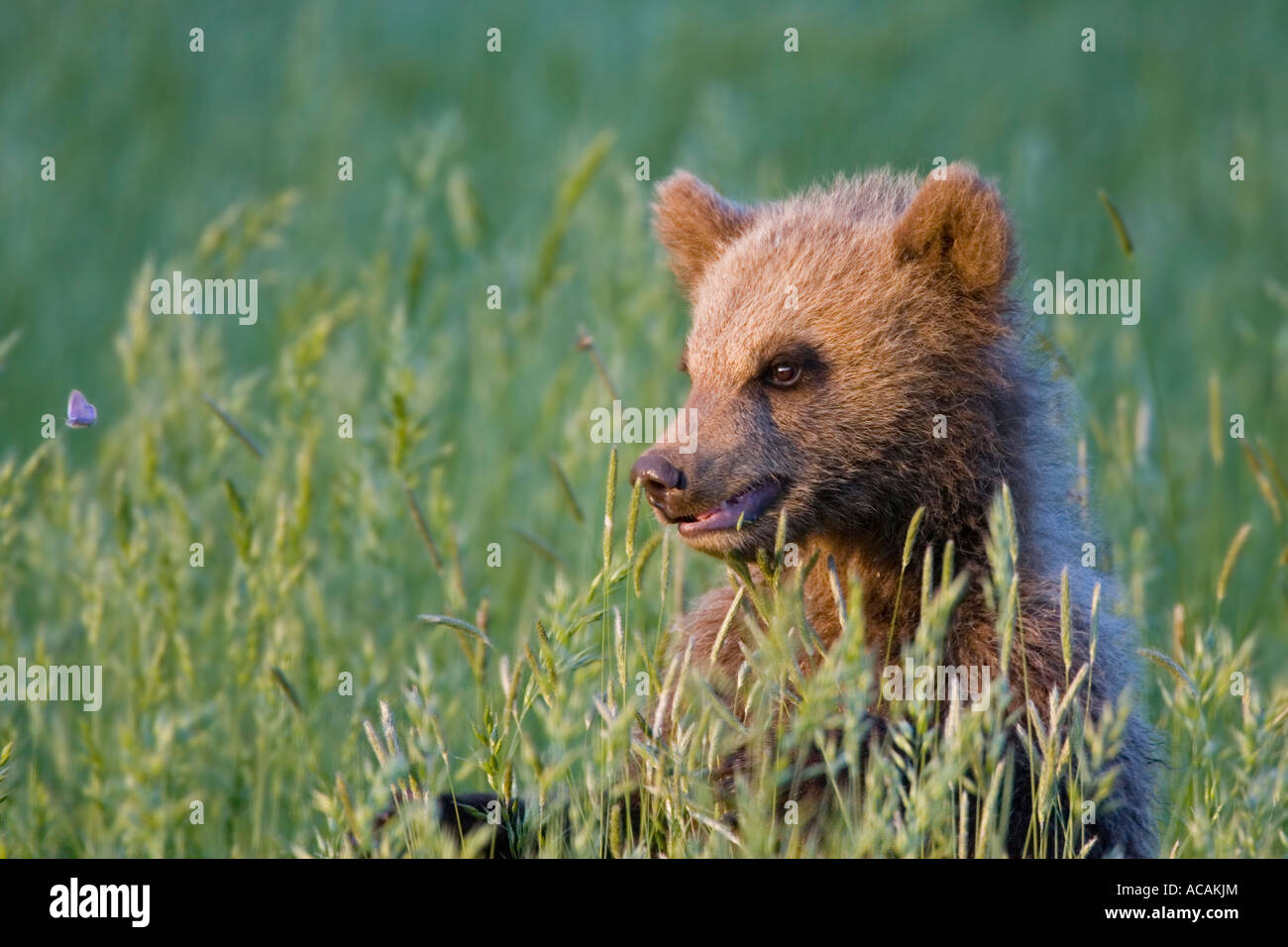 Ours brun européen cub dans l'herbe haute (Ursus arctos) est à regarder un papillon Banque D'Images