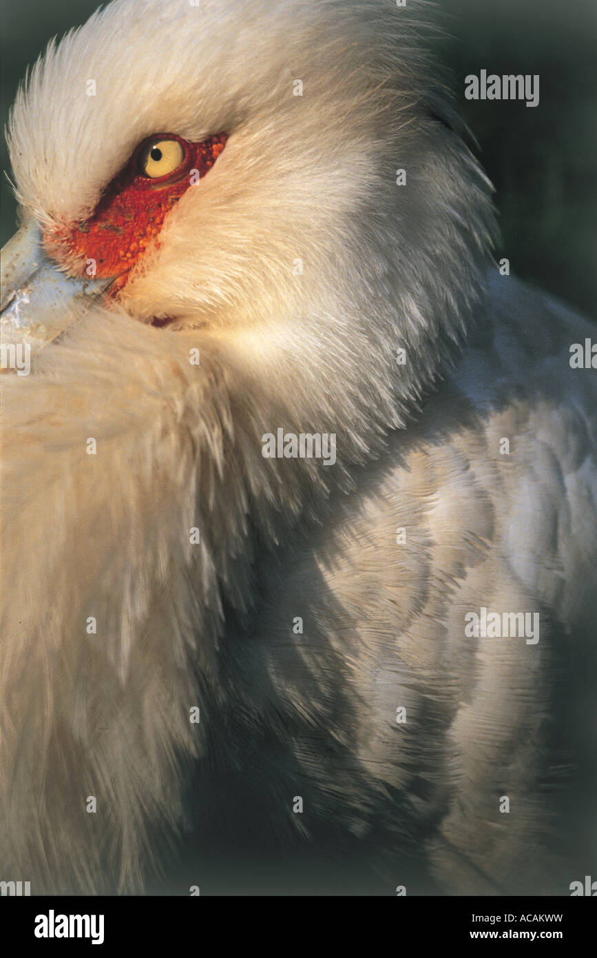 Stork dans le zoo de Bristol UK Banque D'Images