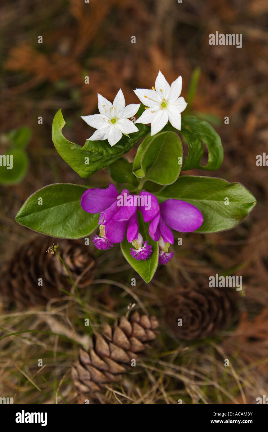 Gaywings et star des fleurs sur couverture morte dans le sanctuaire Ridges Door County Wisconsin Banque D'Images