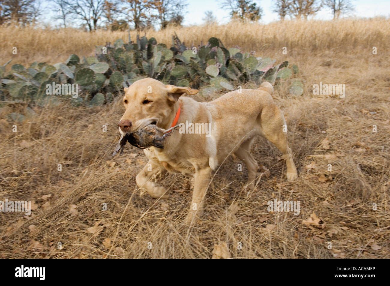 Labrador Retriever jaune Récupération de Colins Greystone Château Texas Banque D'Images