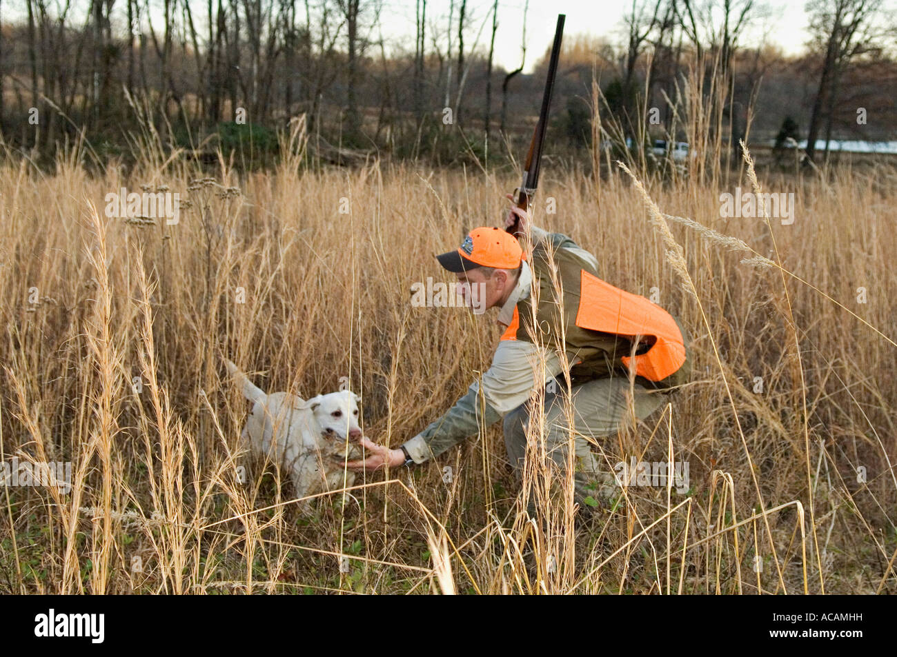 Chasseur d'oiseaux des hautes terres Chris Smith Prendre Extrait de caille Labrador Retriever jaune Deer Creek, Kentucky Banque D'Images