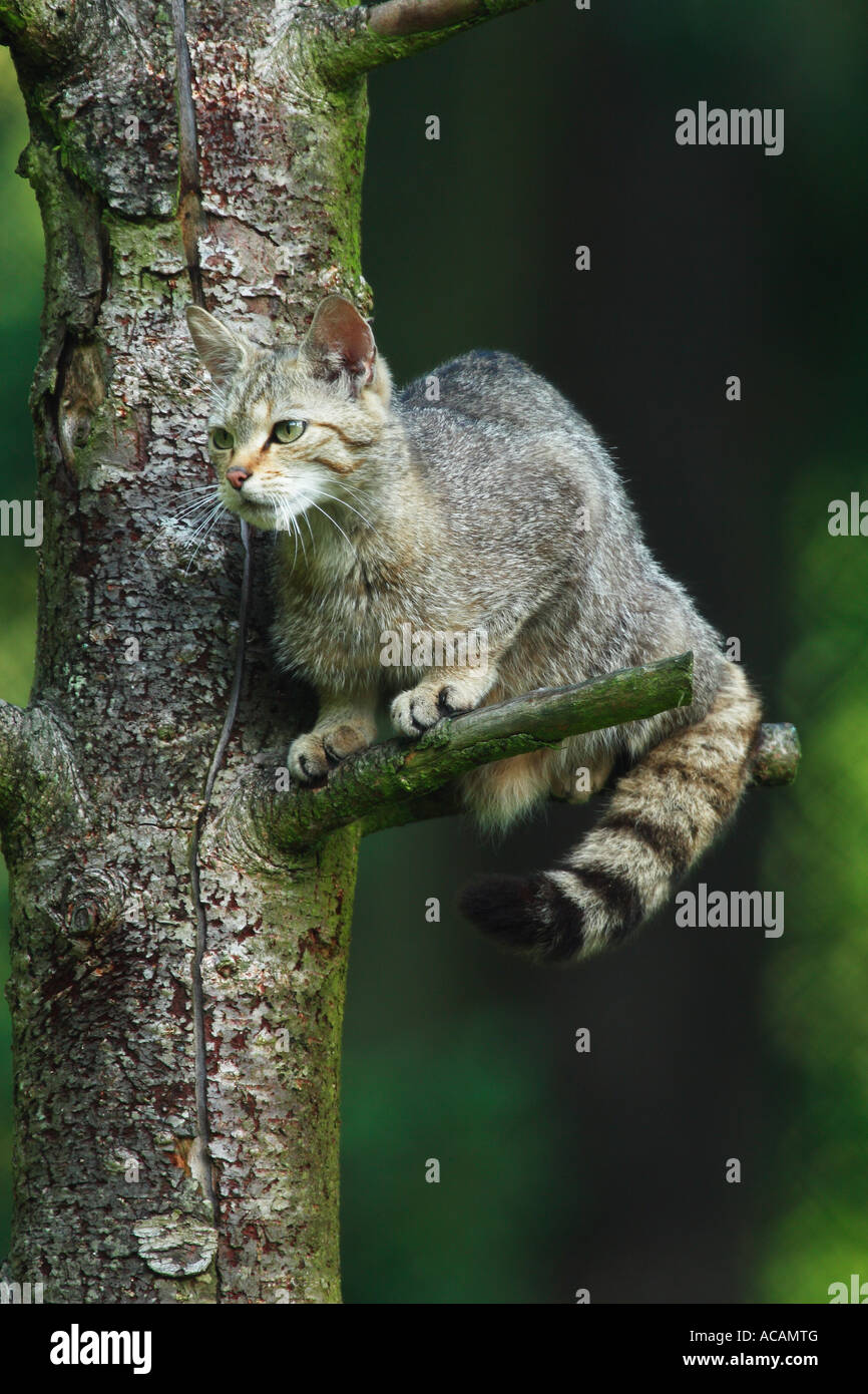 Chat sauvage (Felis silvestris) sur un arbre Banque D'Images