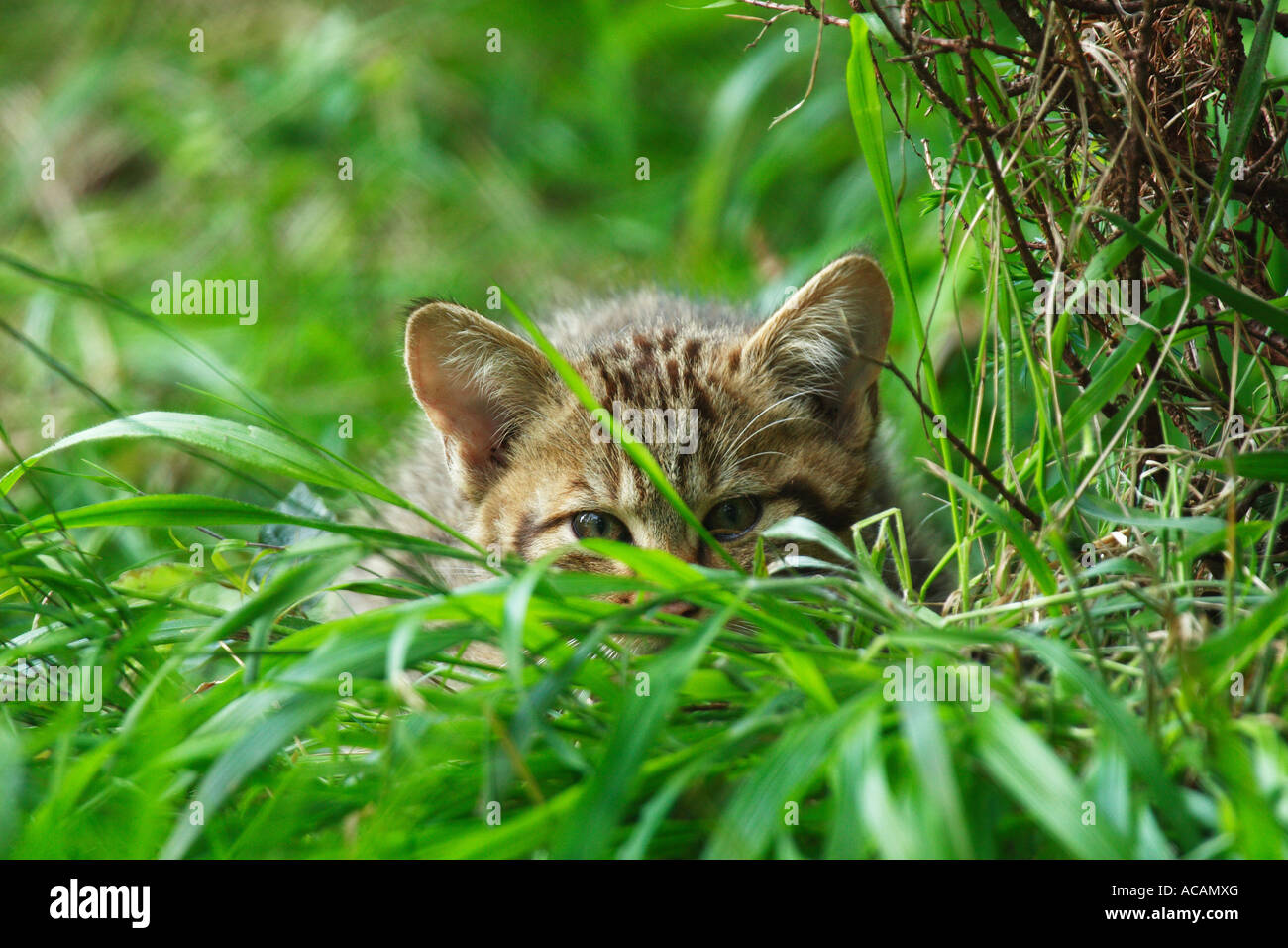 Jeune chat sauvage (Felis silvestris) dans l'herbe Banque D'Images