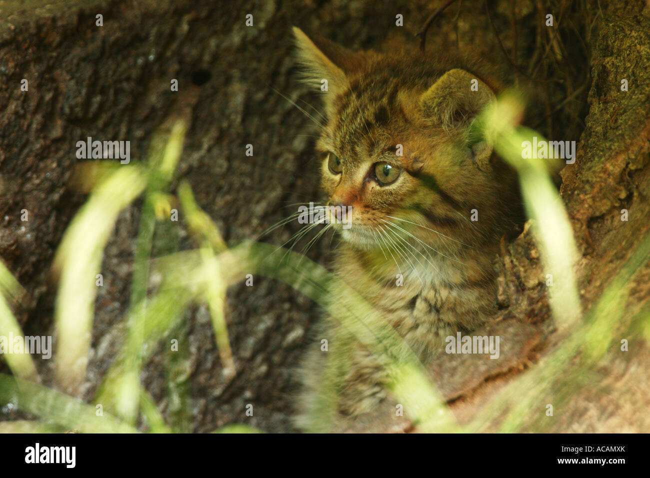 Jeune chat sauvage (Felis silvestris) Banque D'Images