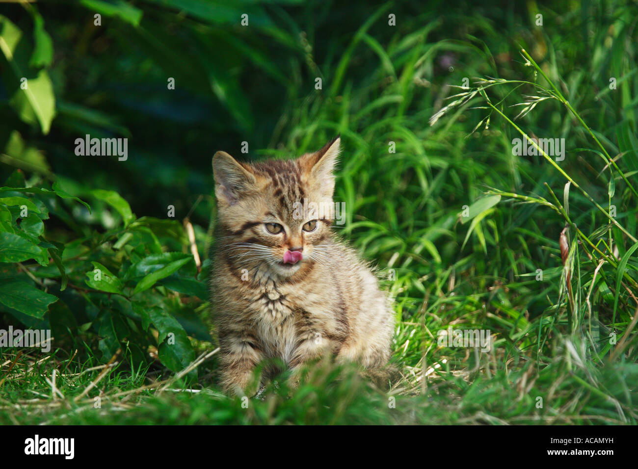 Chat sauvage (Felis silvestris) Banque D'Images
