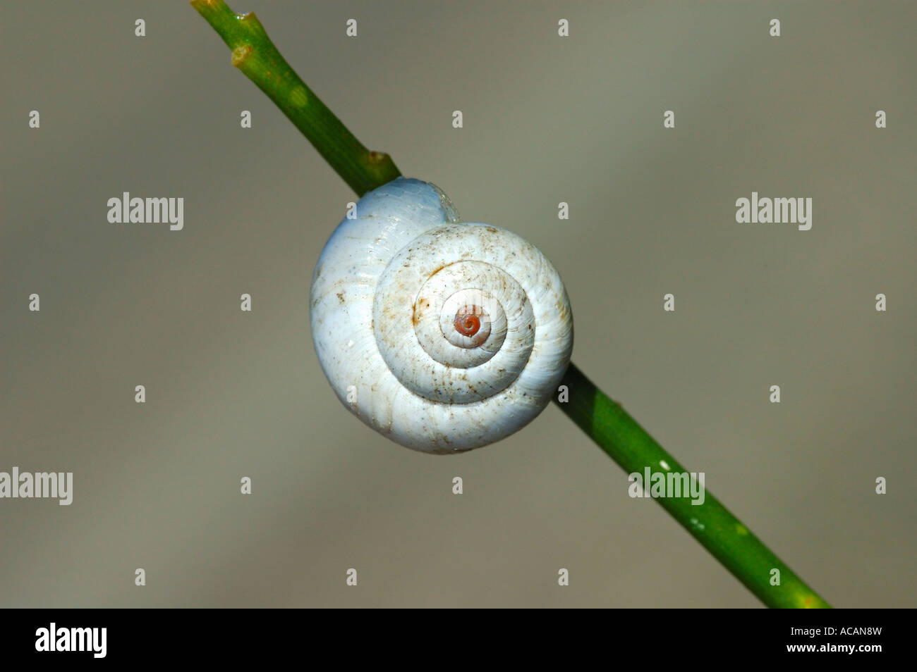 Escargot blanc-shell à un pédoncule Banque D'Images