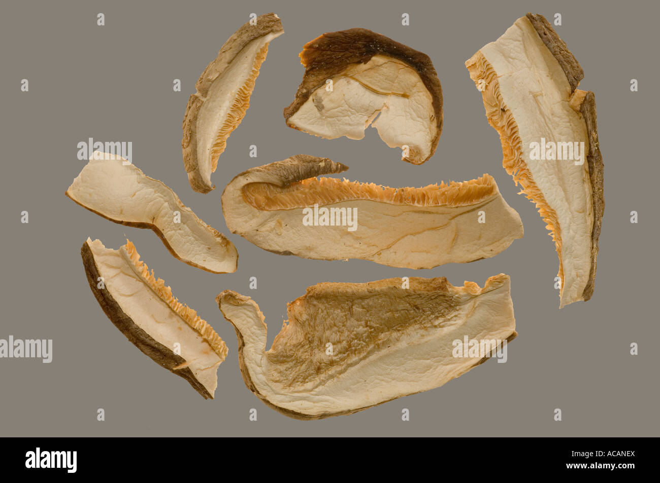 Shiitake (Lentinula edodes) champignons séchés, Banque D'Images