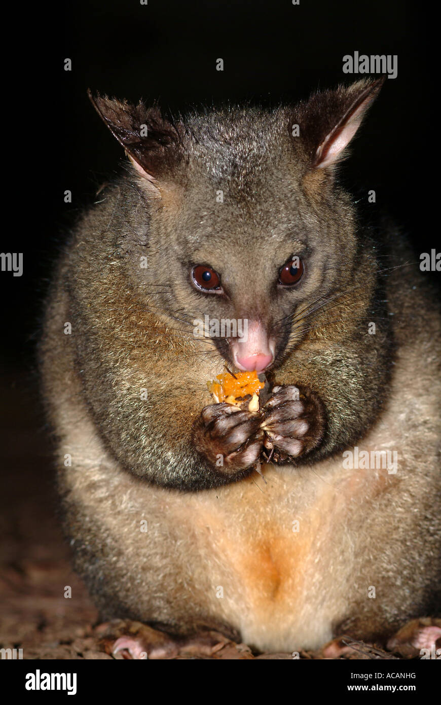 Possum (Trichosurus vulpecula), marsupial, Australie Banque D'Images