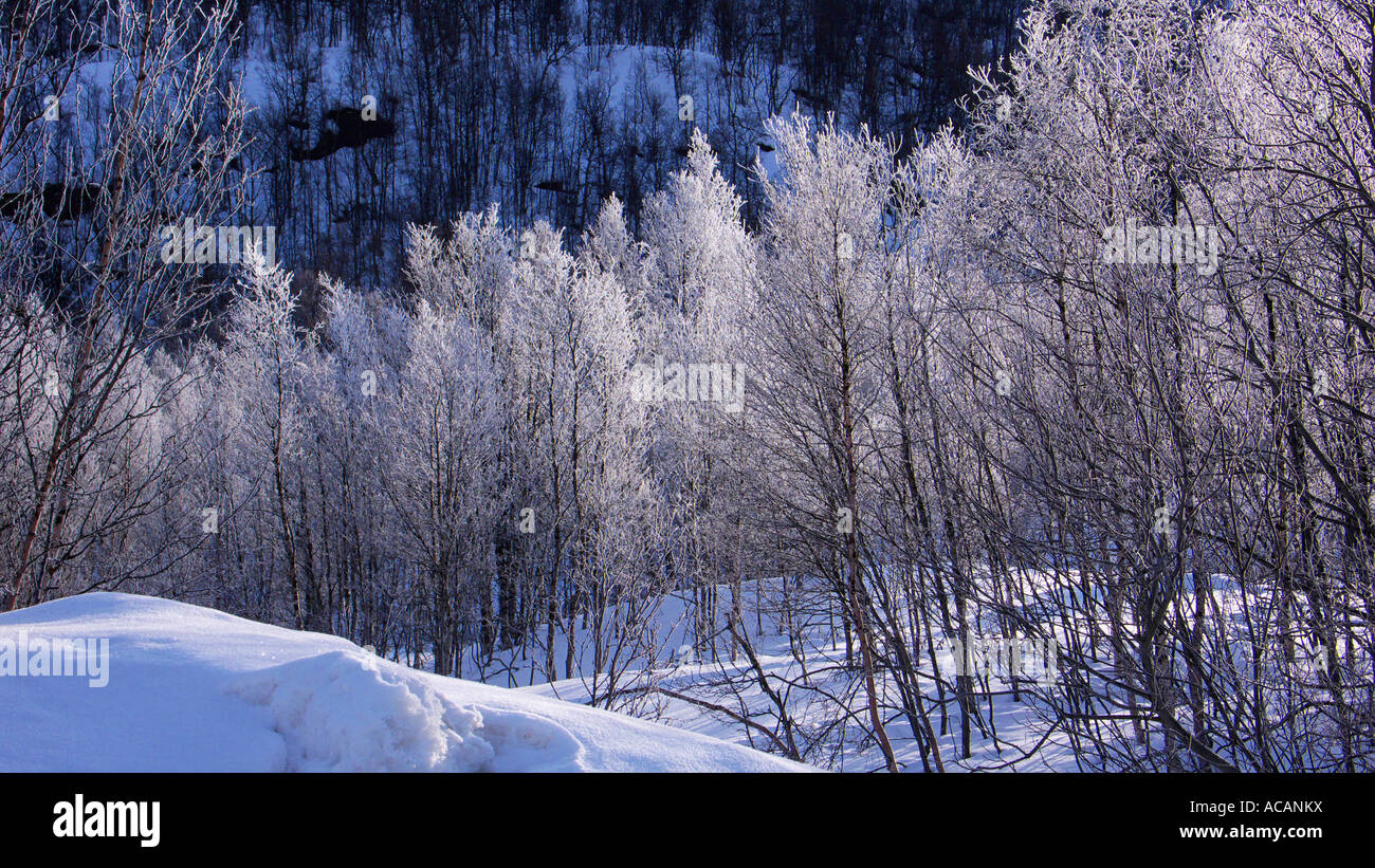 Les aulnes avec le givre, Finnmark, Norvège Banque D'Images