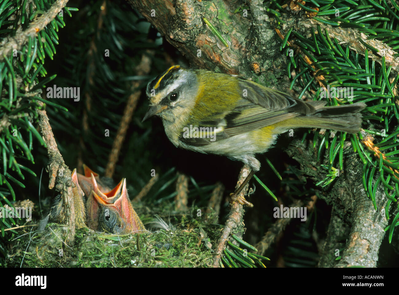 (Regulus ignicapillus Firecrest), homme au nid avec l'envol Banque D'Images