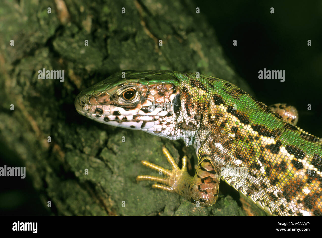Lézard vert (Lacerta viridis), Femme, Autriche Banque D'Images