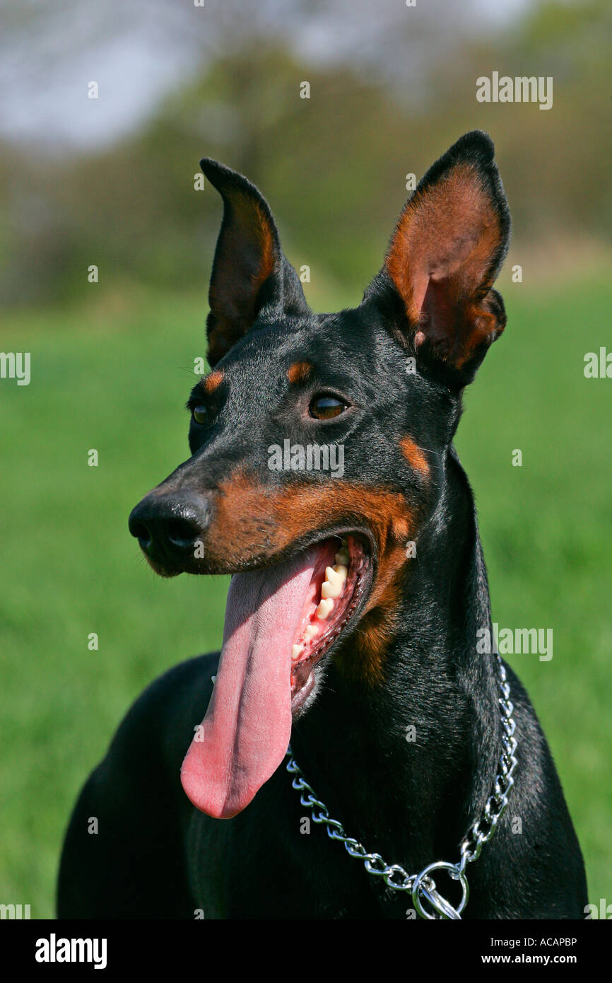 Haletant dobermann - dobermann - Femme - portrait - chien domestique Banque D'Images