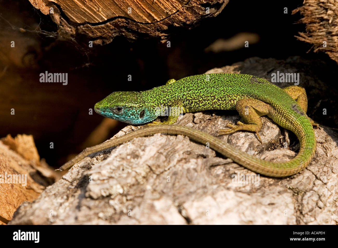 Lézard vert (Lacerta viridis), homme Banque D'Images