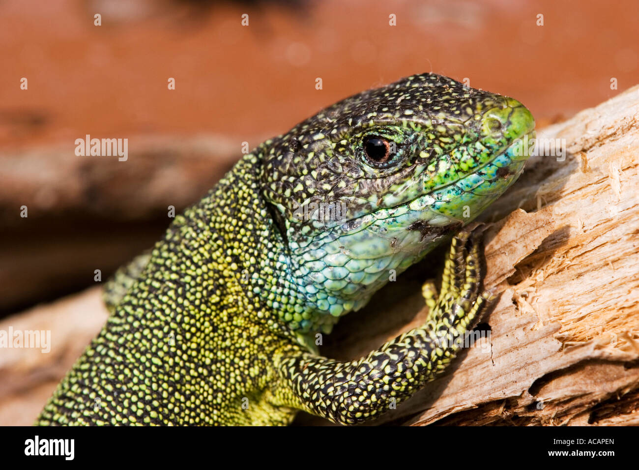 Lézard vert (Lacerta viridis) Banque D'Images