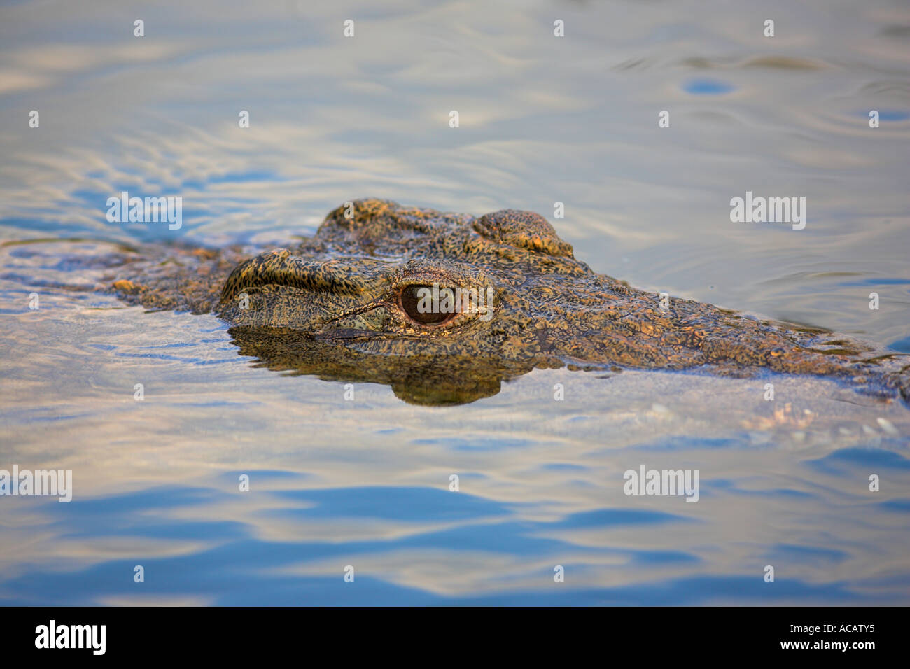 Crocodile du Nil Crocodylus niloticus libre natation Banque D'Images