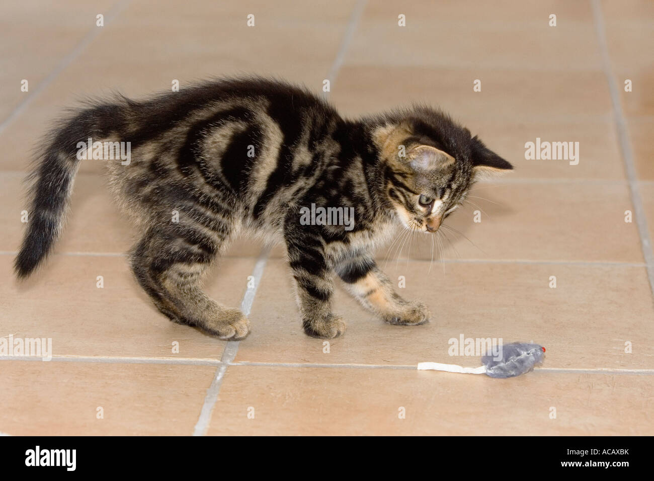 Jeune chat domestique à jouer avec la souris jouet Banque D'Images