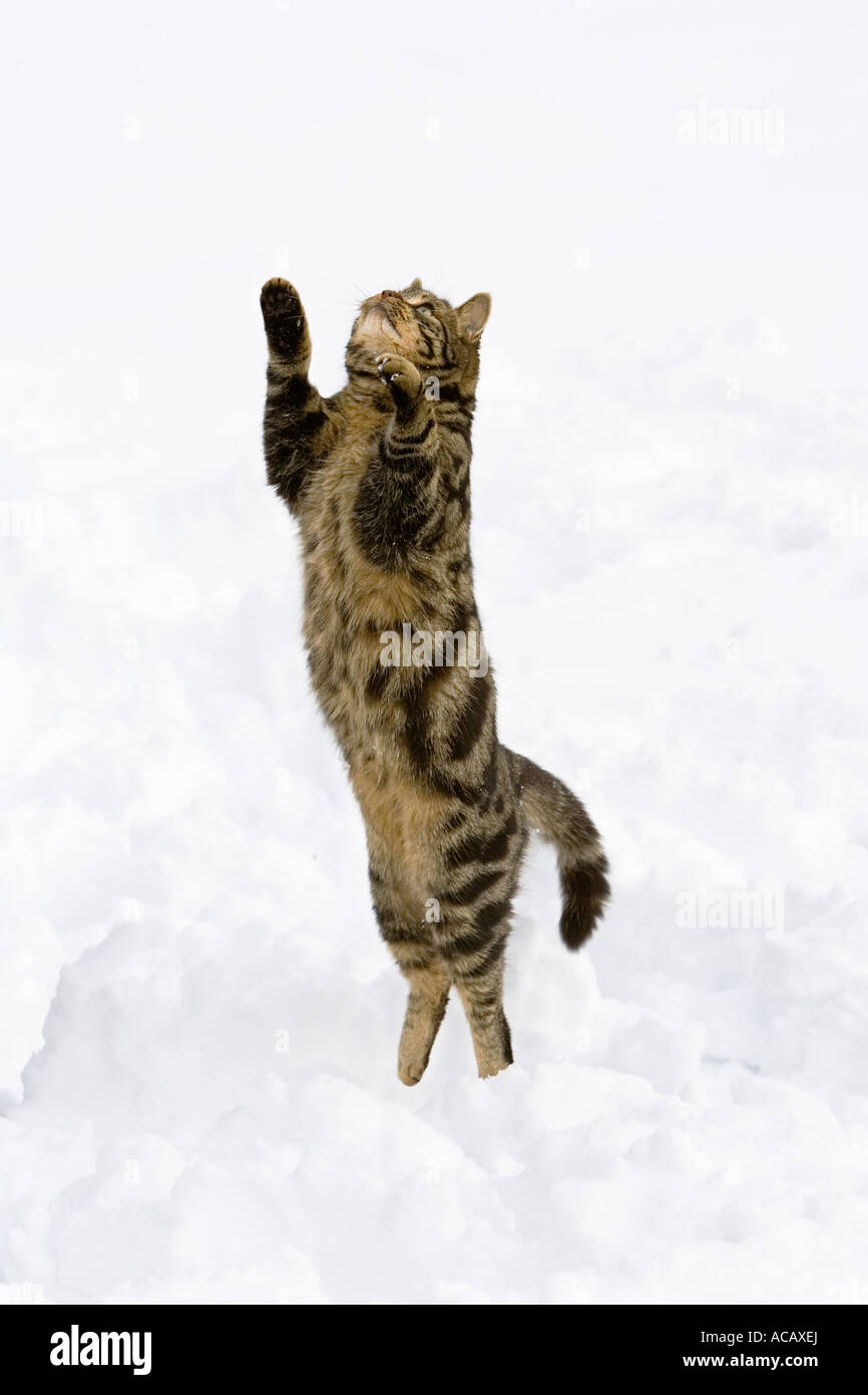 Saut De Chat Dans La Neige Chat Domestique Homme Allemagne Photo Stock Alamy