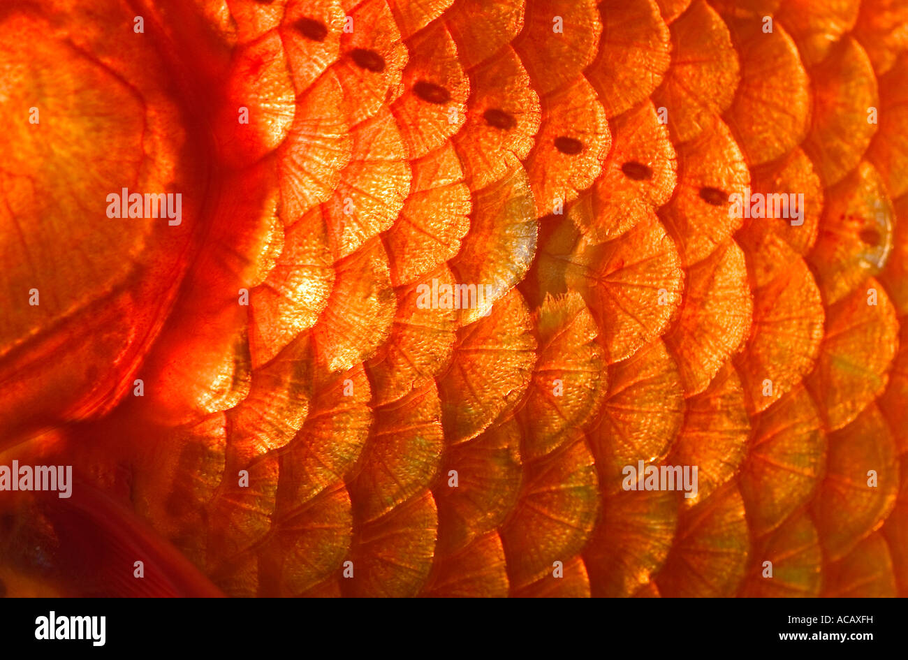Poisson rouge, balances, Close up, Carassius auratus, captive Banque D'Images