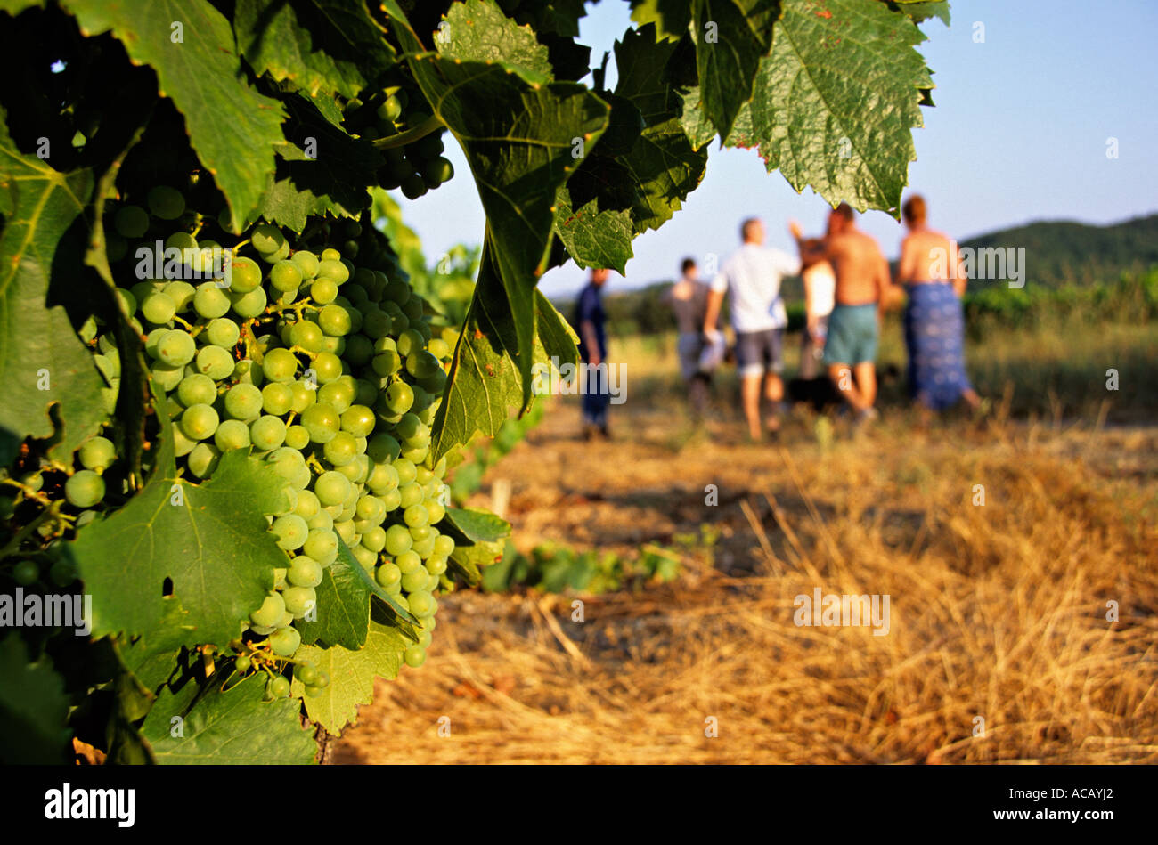 Vignes et des touristes près de village Aigueze Ardèche France Banque D'Images