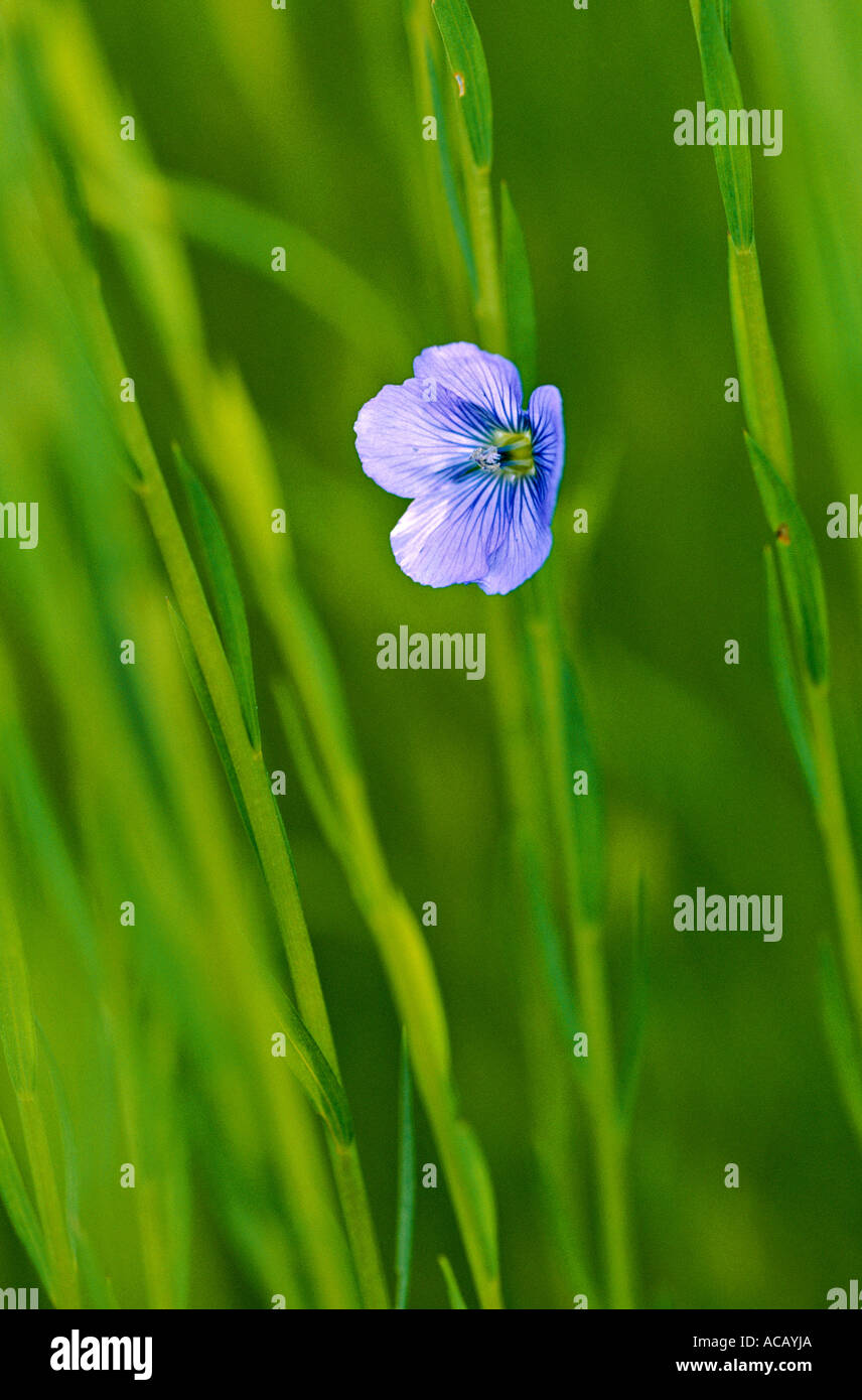Fleur de lin dans un champ Banque D'Images