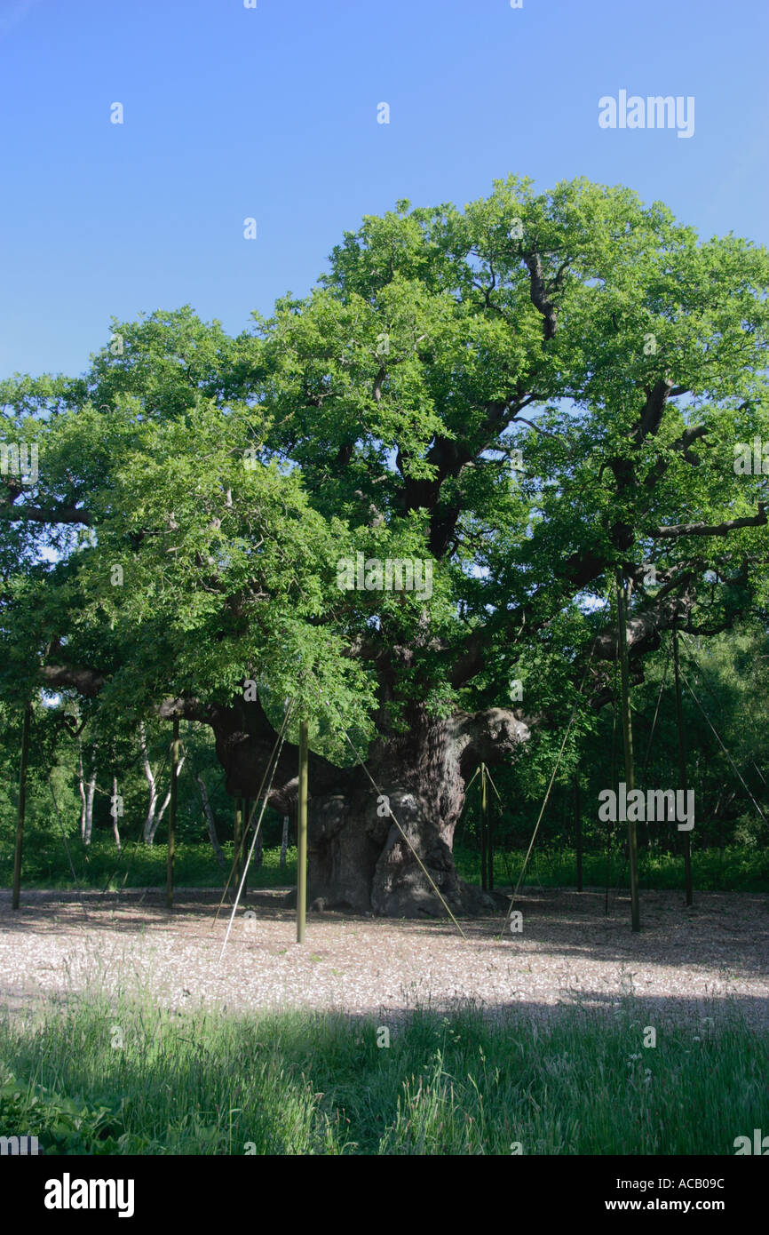 Le major oak, la forêt de Sherwood, Nottinghamshire. c'est que l'on croit être la Robin Hood de base au sein de la forêt de Sherwood. l'arbre a été désigné par le Conseil de l'arbre l'un des cinquante "grands arbres" britannique en 2002 à l'occasion de la golden queens jubiliee. Banque D'Images