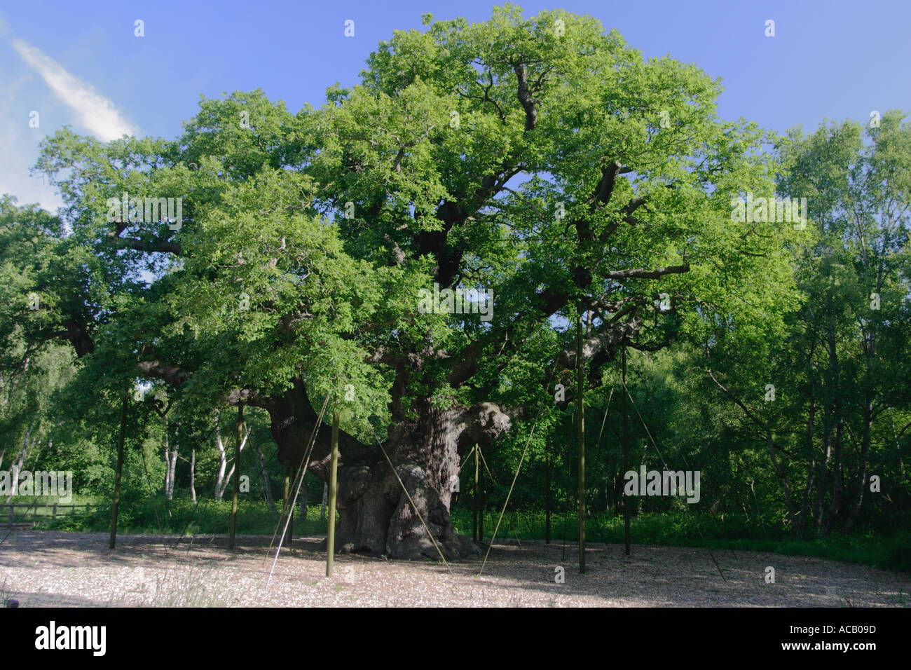 Le major oak, la forêt de Sherwood, Nottinghamshire. c'est que l'on croit être la Robin Hood de base au sein de la forêt de Sherwood. l'arbre a été désigné par le Conseil de l'arbre l'un des cinquante "grands arbres" britannique en 2002 à l'occasion de la golden queens jubiliee. Banque D'Images