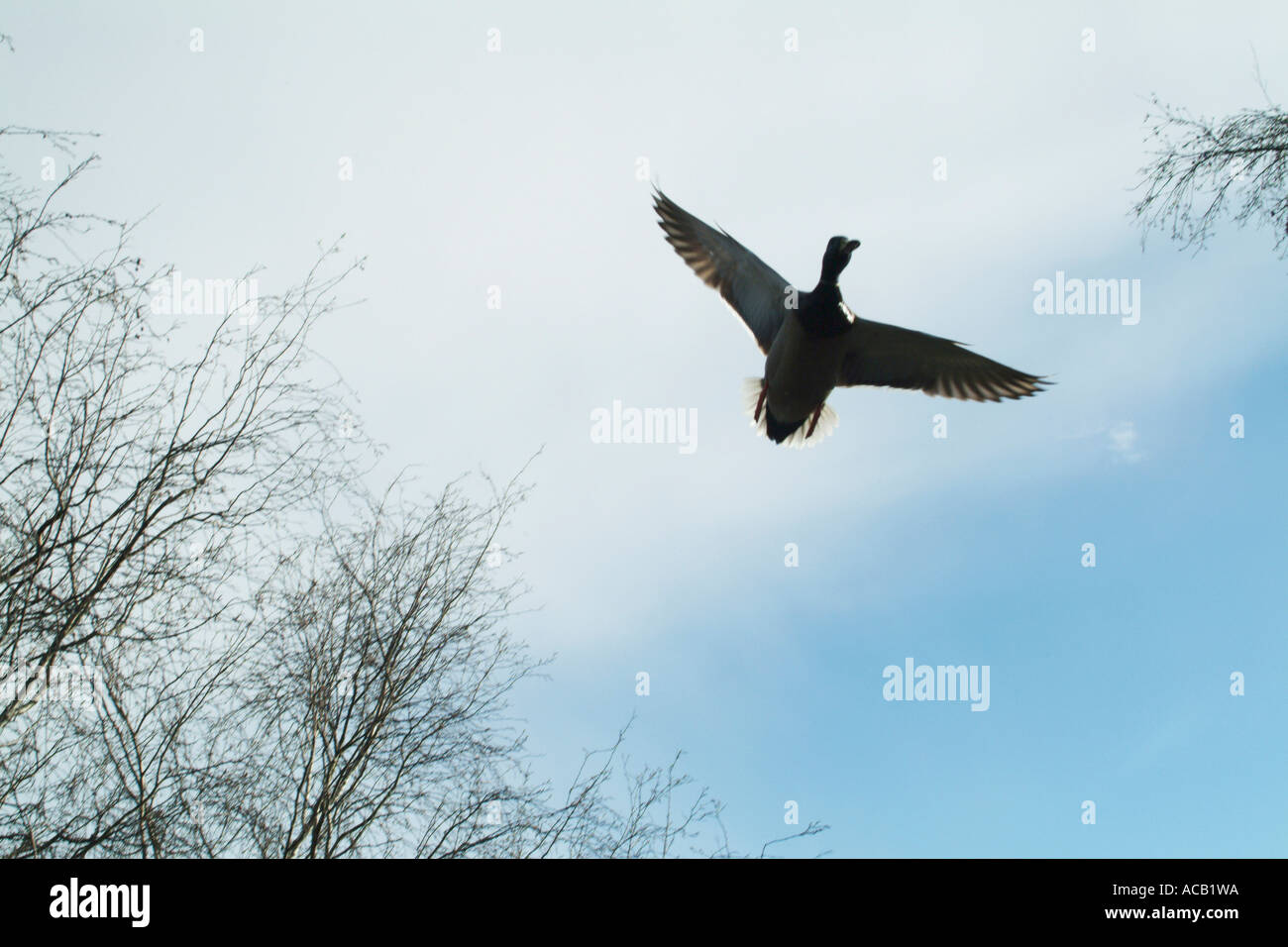 Canard colvert en vol contre le ciel. Banque D'Images