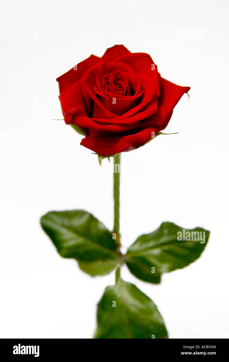 Rose rouge unique Banque D'Images