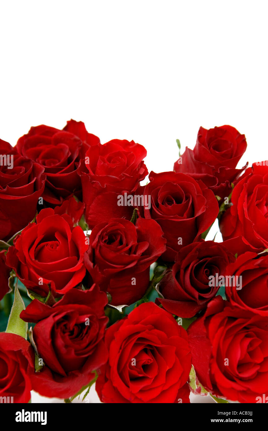 Bouquet de roses rouges sur un fond blanc. Banque D'Images