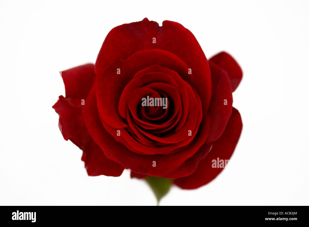 Rose rouge tiré d'en haut contre un fond blanc Banque D'Images