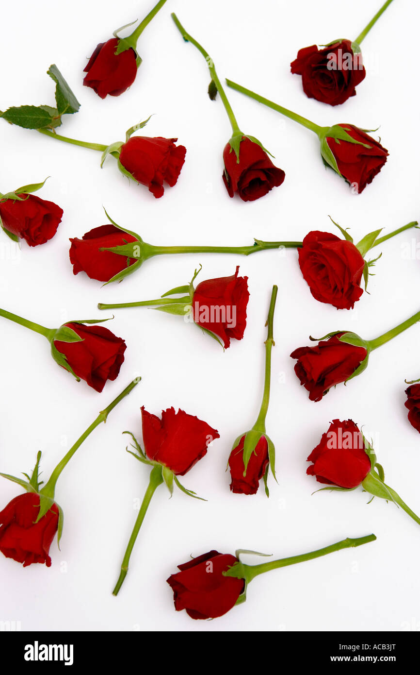 Roses rouges dispersées sur un fond blanc Banque D'Images