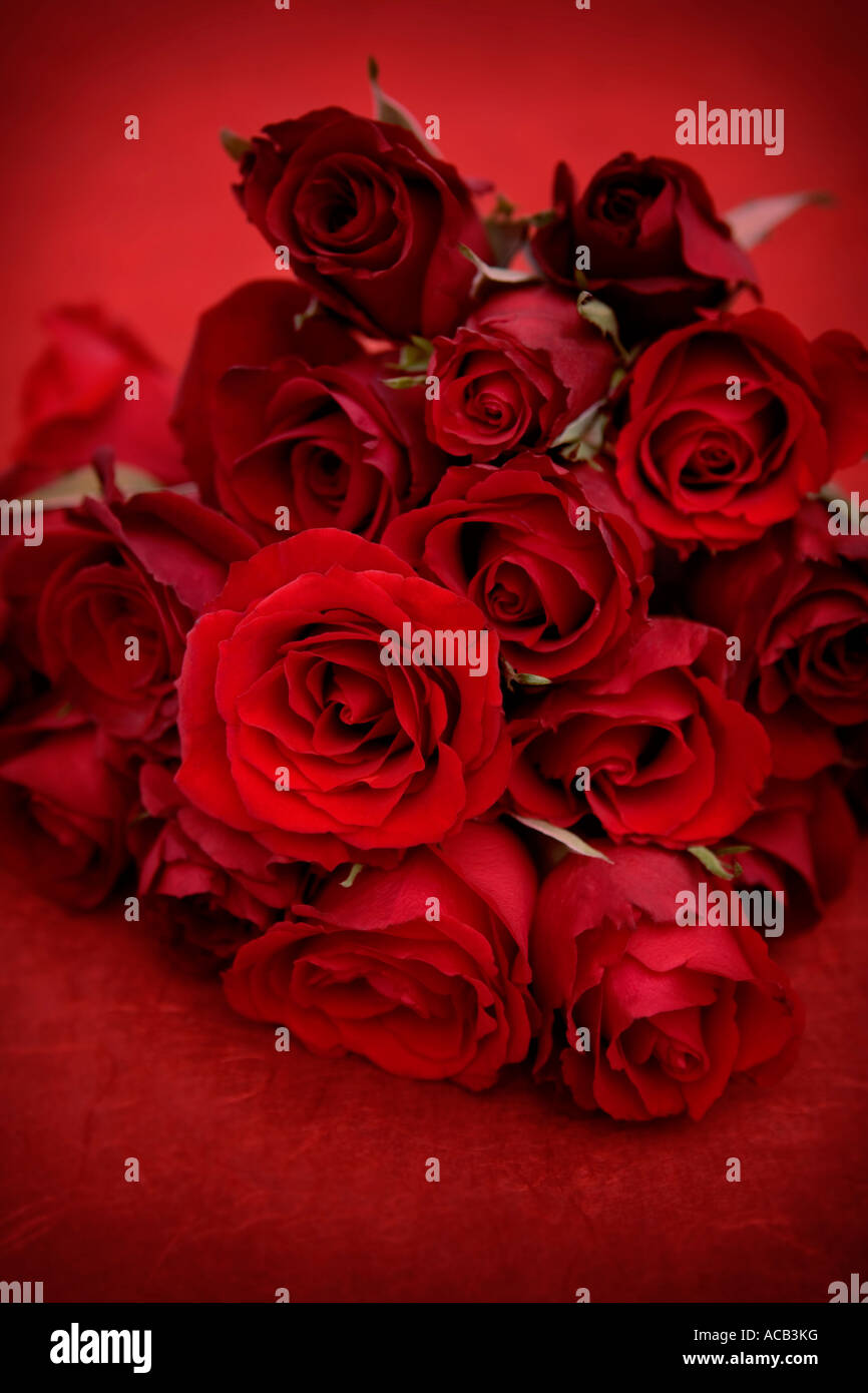 Bouquet de roses rouges sur fond rouge Banque D'Images