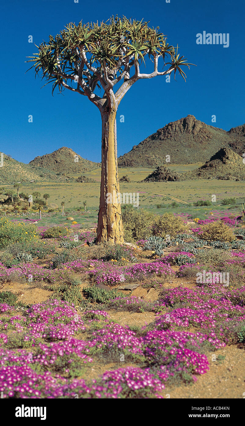 Aloe dichotoma Quiver Tree Goegap National Reserve Springbok North Cape Afrique du Sud Banque D'Images