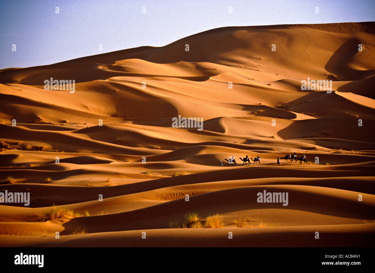 Caravane dromadaire désert du Sahara Maroc Banque D'Images
